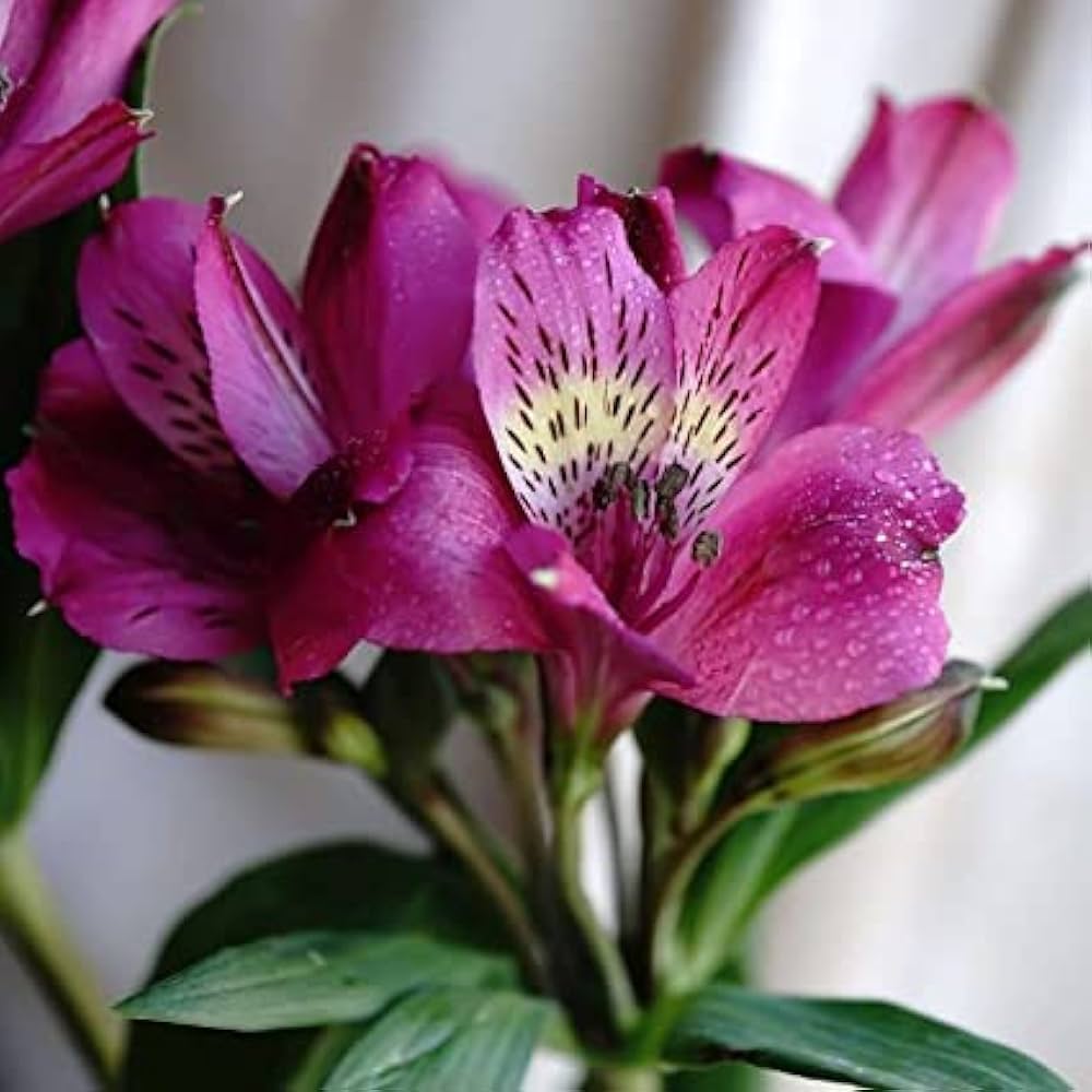 Pink Alstroemeria Flower seeds for Planting - Vibrant Colors, Heirloom & GMO Free Seeds for Home Garden
