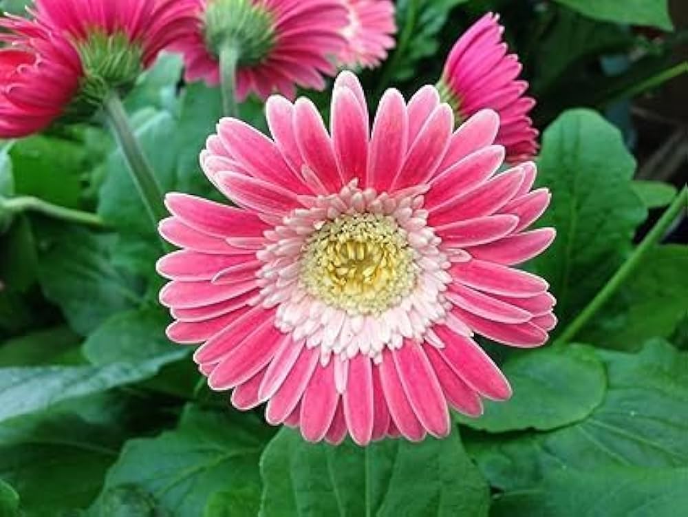 Pink Jamesonii Flower seeds for Planting - Sun Loving, Heirloom & GMO Free Seeds for Home Garden