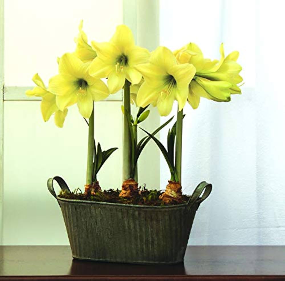 Yellow Sunrise Amaryllis Hippeastrum Seeds for Planting - Ideal for Flower Bed & Home Garden