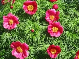 Fern Leaf Peony Paeonia spp Plant Seeds for Planting in Flower Bed