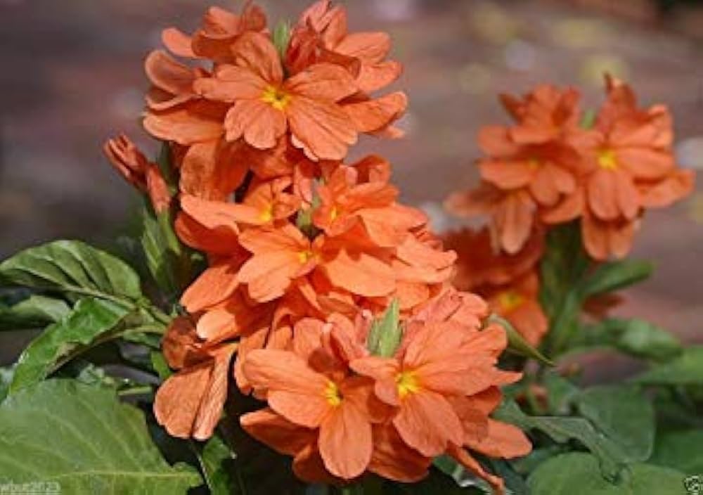 Crossandra Semi Flower Seeds Planting Guide for Vibrant Blooms and Lush Greenery