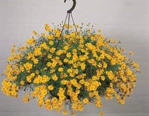 Yellow Thymophylla Flower Seeds Planting