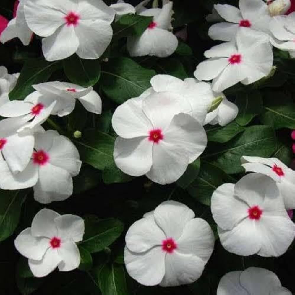 Periwinkle Flower seeds for Planting - Colorful Display, Heirloom & GMO Free Seeds for Home Garden