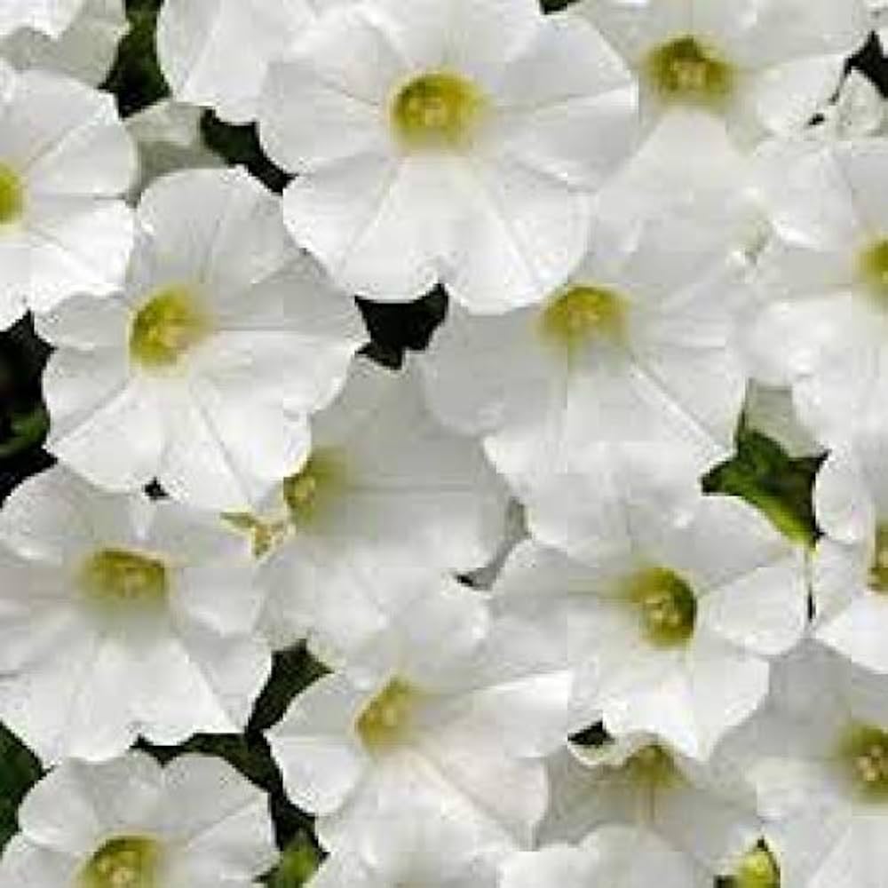 Pelletized Dreams Fuchsia Petunia Seeds for Vibrant Flower Beds
