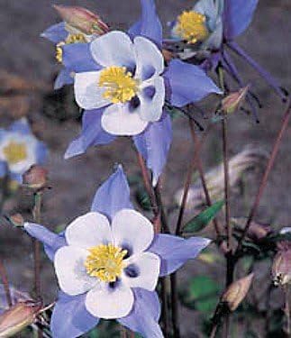 Aquilegia Blue Star Columbine Seeds for Unique Blue Flowers