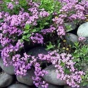 Pink Saponaria Ocymoides Flower seeds for Planting - Cottage Garden Essential, Heirloom & GMO Free Seeds for Home Garden
 
 Sale for planting in home garden