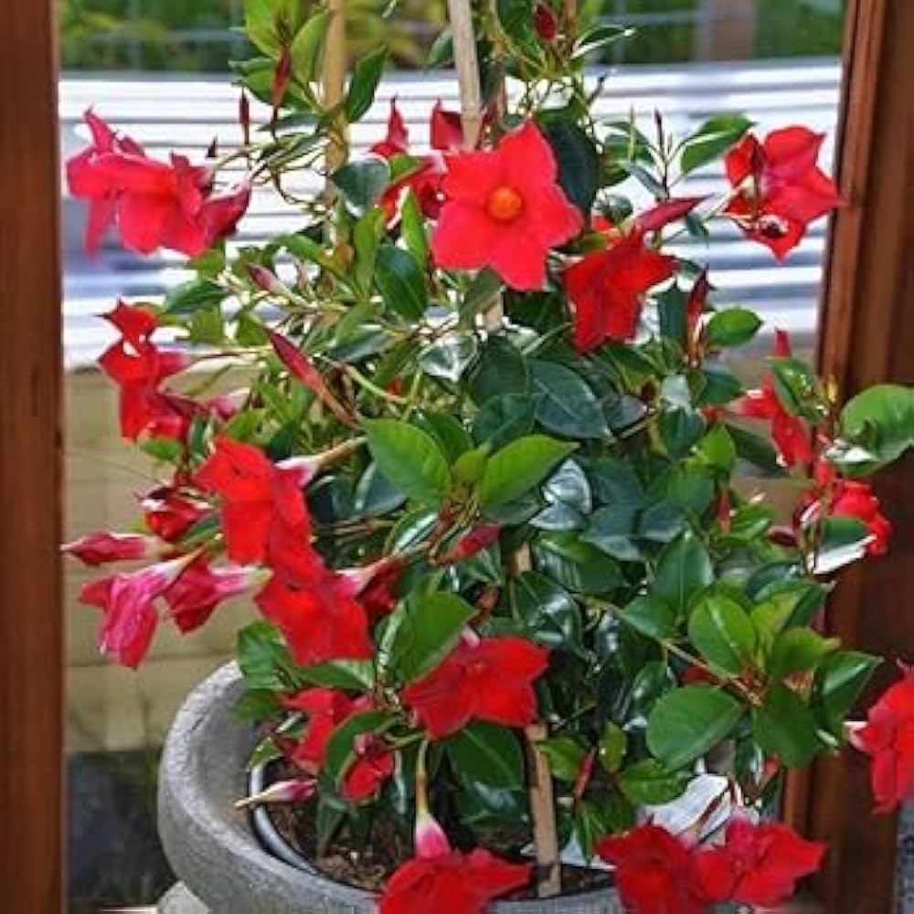 Clematis Red Flower Planting Seeds  Brighten Your Garden - Evergrowseeds