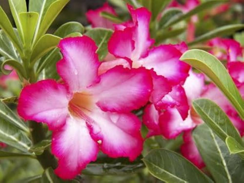 Adenium Obesum Flower seeds for Planting - Pollinator Friendly, Heirloom & GMO Free Seeds for Home Garden