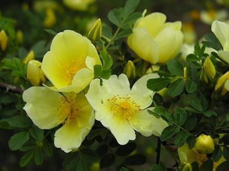 Yellow Hugo Rose Flower Seeds Planting