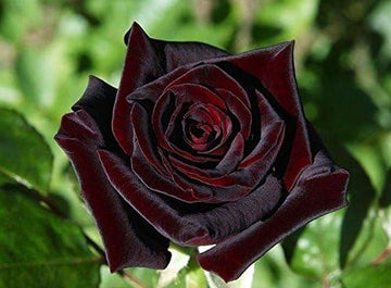 Red Baccara Flower seeds for Planting - Seasonal Bloomer, Heirloom & GMO Free Seeds for Home Garden