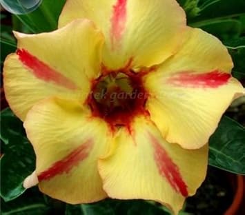 Yellow Red Bellfarm Flower seeds for Planting - Wildflower Mix, Heirloom & GMO Free Seeds for Home Garden
 
 Sale seeds for planting in home garden