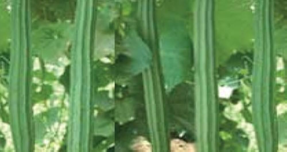 Ridge Gourd Vegetable Seeds for Home Gardening