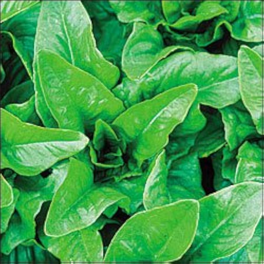 Amish Deer Tongue Lettuce Lactuca sativa Seeds for Planting in Vegetable Patch