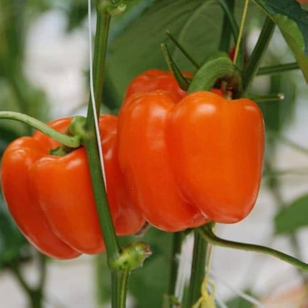 Orange Bell Pepper Vegetable Seeds for Planting - Year-Round Growth