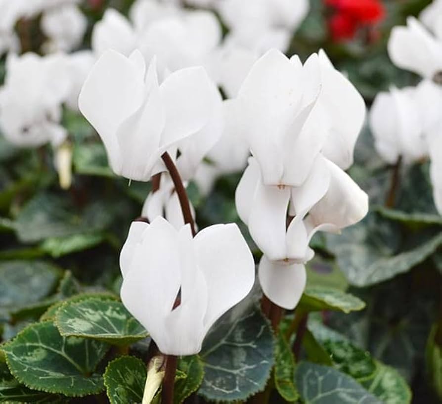 White Cyclamen Flower seeds for Planting - Drought Tolerant, Heirloom & GMO Free Seeds for Home Garden