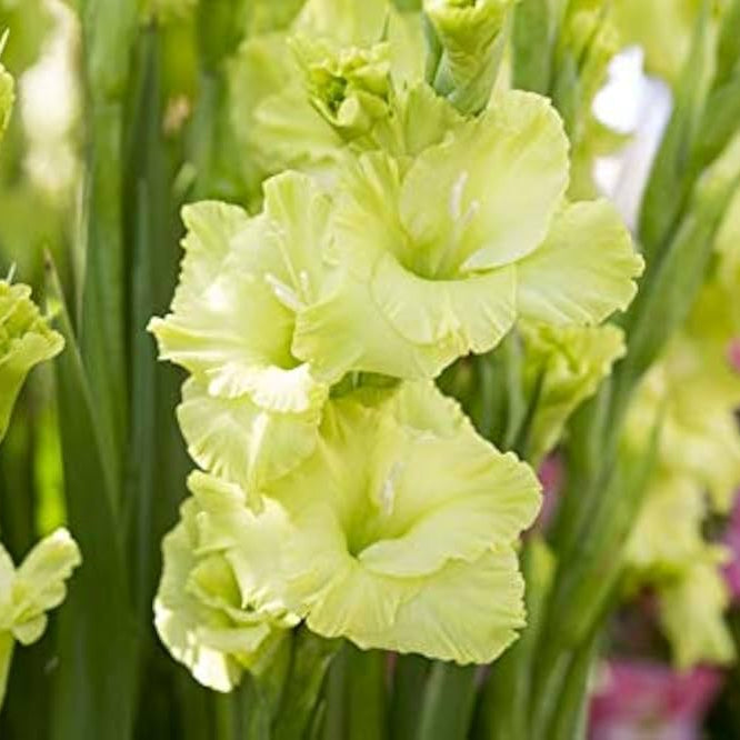 Light Green Gladiolus Flower Seeds for Planting Premium Quality Heirloom & GMO Free Seeds for Home Garden
 
 Sale