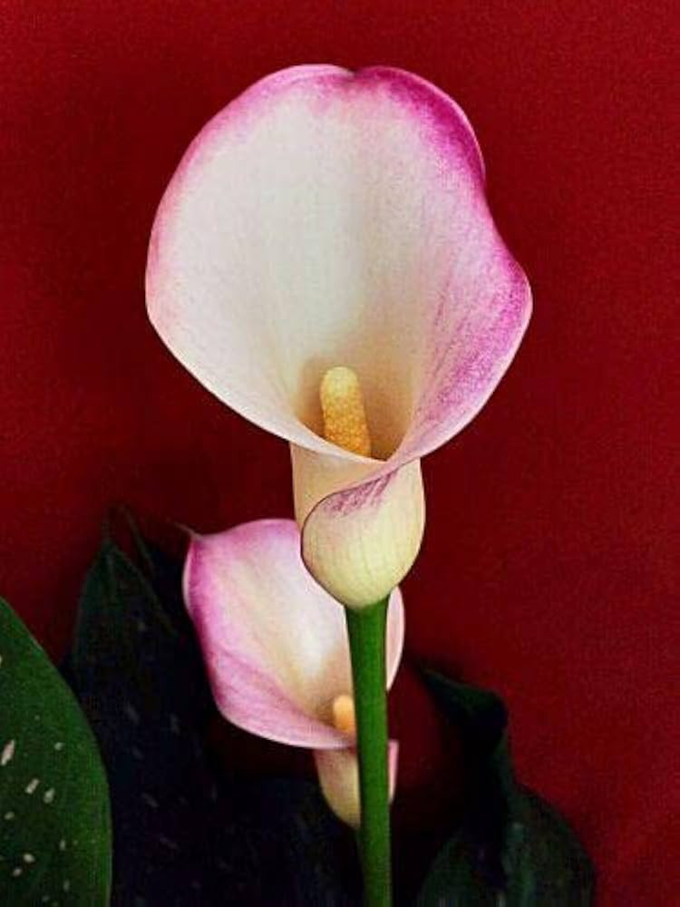White Calla Lily Seeds Zantedeschia for Planting in Flower Bed & Garden