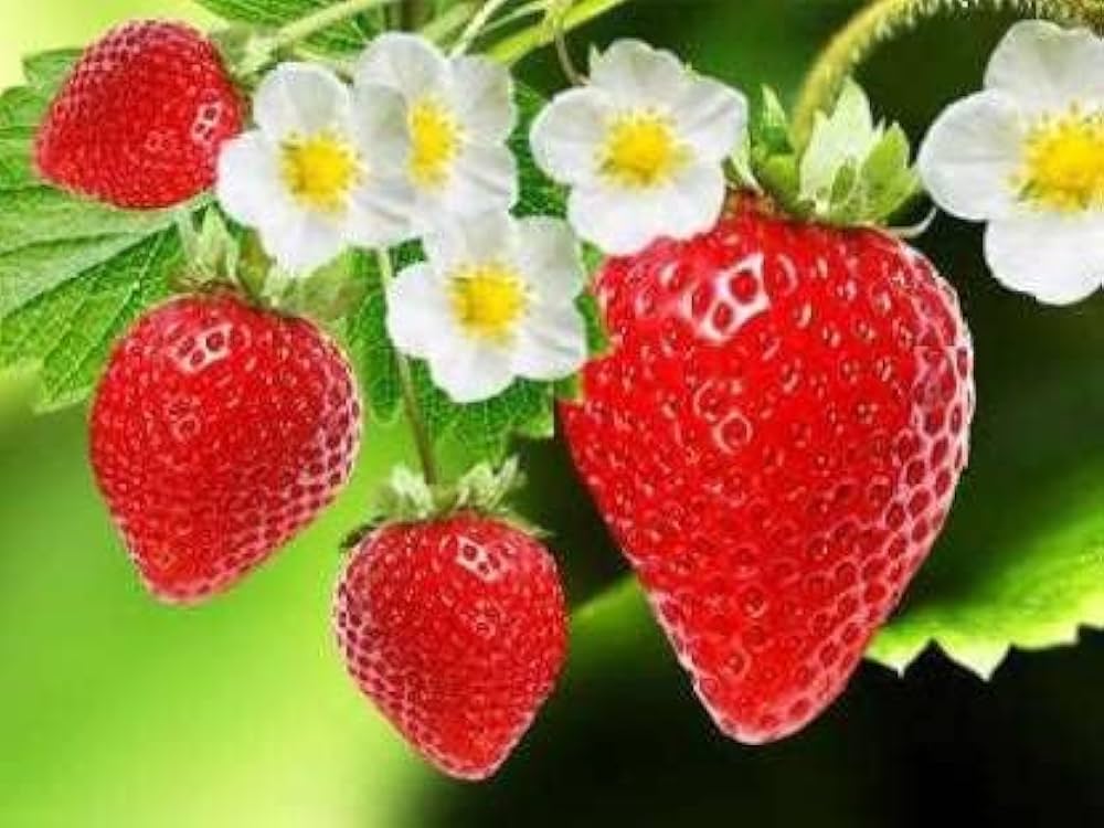 Bio-ALPINE Erdbeeresamen (Fragaria Vesca) for Sweet Alpine Strawberries