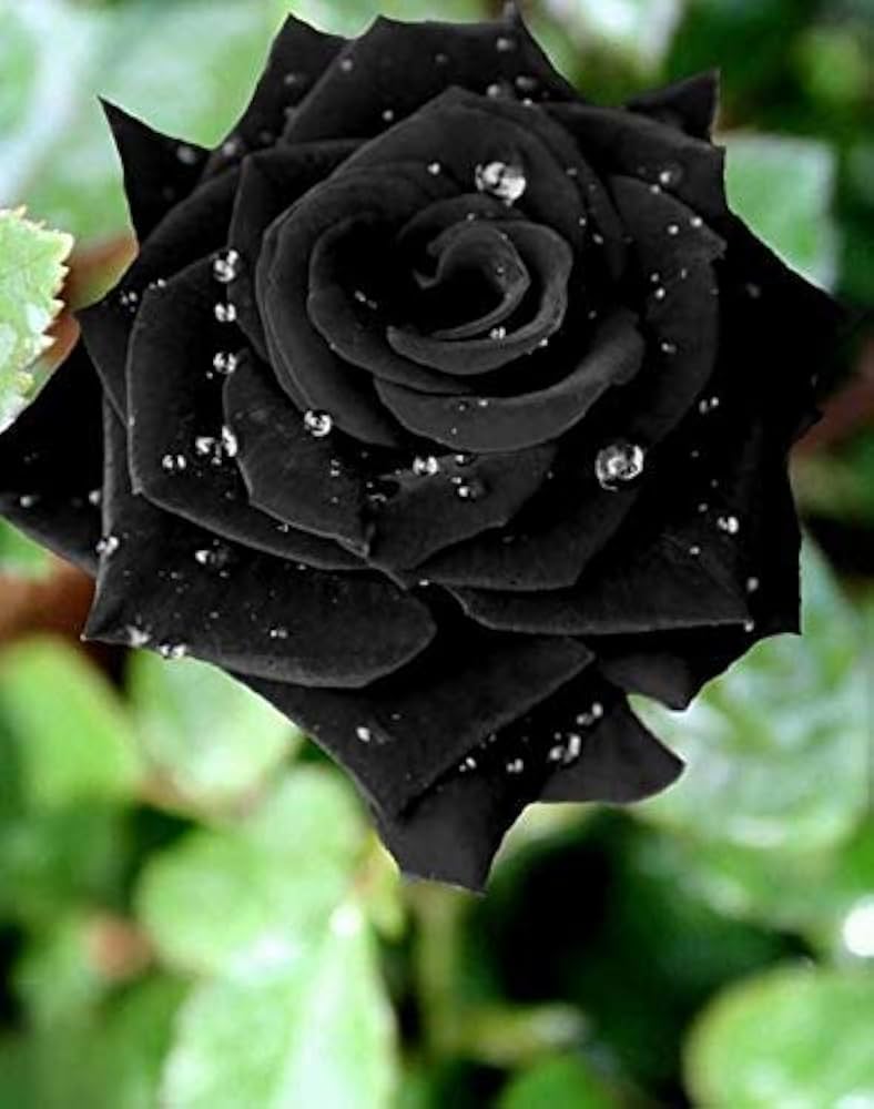 Holland Rose Seeds for Planting in Flower Bed & Garden
