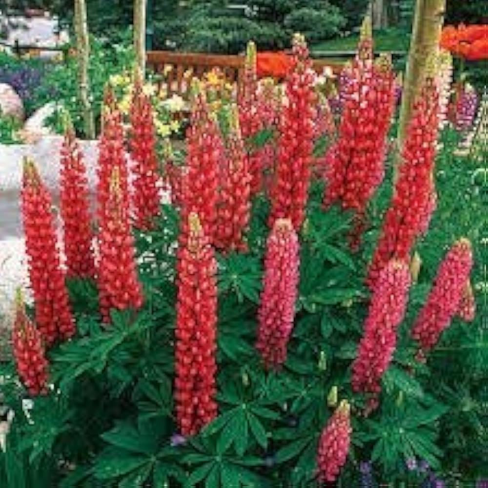 Maroon Lupine Flower seeds for Planting - Wildflower Mix, Heirloom & GMO Free Seeds for Home Garden