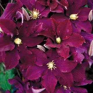 Burgundy (Burgundy Clematis) seeds for planting in home garden