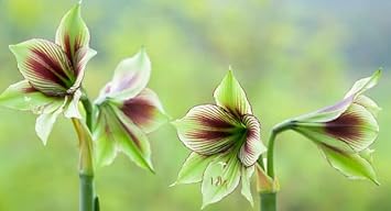 Amaryllis Flower seeds for Planting - Shade Tolerant, Heirloom & GMO Free Seeds for Home Garden
 
 Sale for planting in home garden.