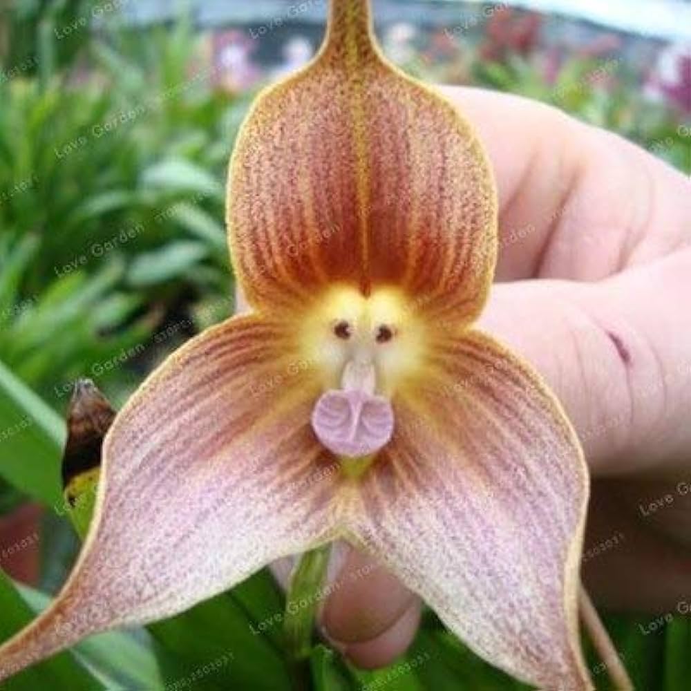 Affenblumensamen Monkey Flower Seeds for Planting in Garden & Flower Bed
