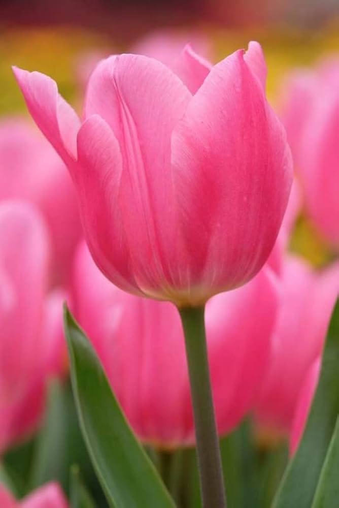 Barcelona Tulip Tulipa spp Flower Seeds for Planting in Flower Bed and Garden