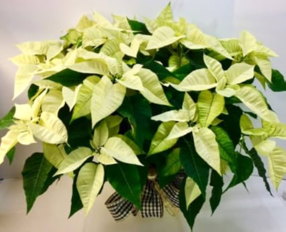 Light Yellow Poinsettia Flower seeds for Planting - Pollinator Friendly, Heirloom & GMO Free Seeds for Home Garden