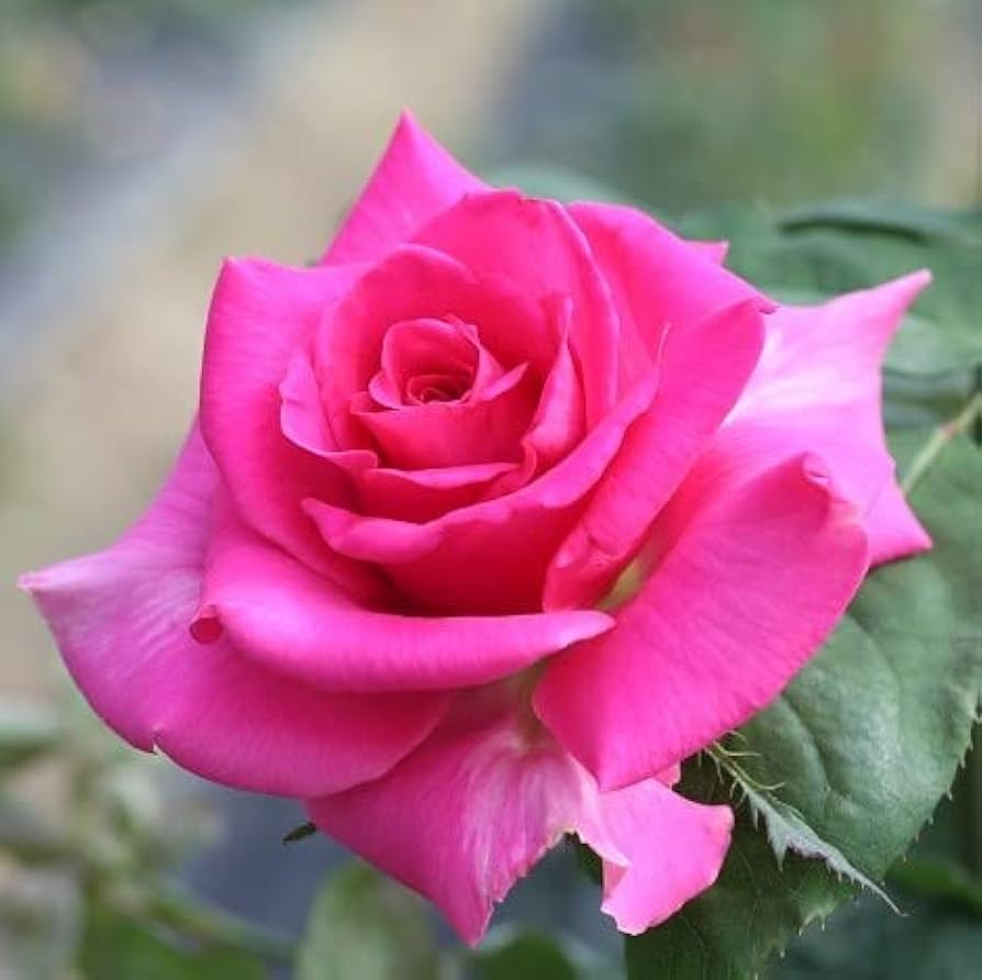 Claire Elizabeth Rose Seeds for Planting Rosa Claire Elizabeth for romantic borders and beds