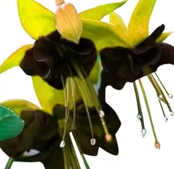 Yellow Pink Tulip Flower Seeds Sun Loving Heirloom & GMO Free Seeds for Home Garden
 
 Sale for planting in home garden