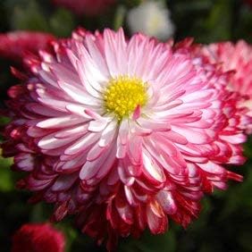 Leucanthemum Shasta Flower seeds for Planting - Seasonal Bloomer, Heirloom & GMO Free Seeds for Home Garden
 
 Sale for planting in home garden.