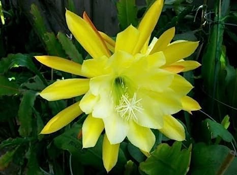 Epiphyllum Orchid Flower seeds for Planting - Pollinator Friendly, Heirloom & GMO Free Seeds for Home Garden