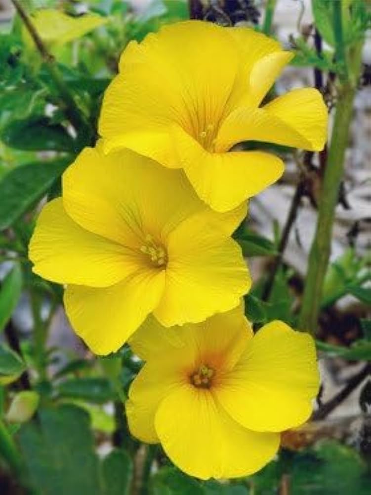 Yellow Bermuda Buttercup Flower seeds for Planting - Hardy Variety, Heirloom & GMO Free Seeds for Home Garden