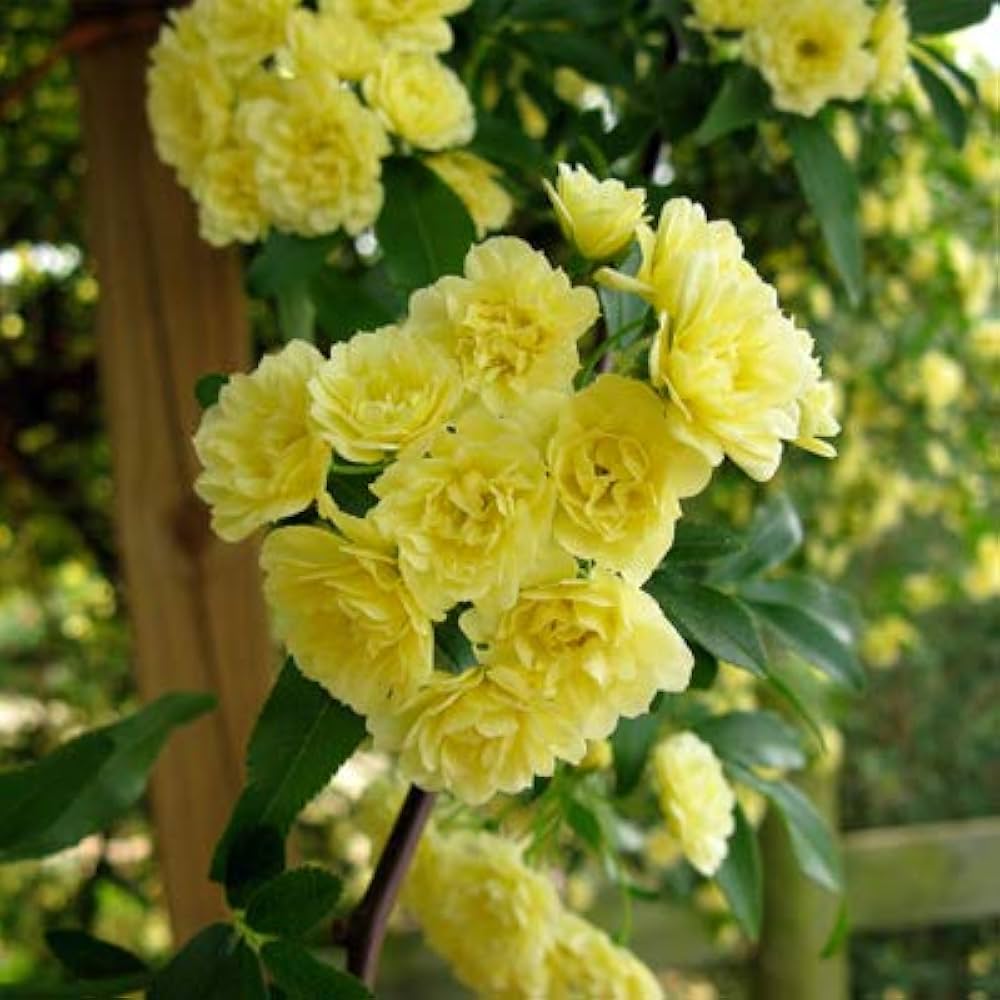 Rosa Banksia Flower seeds for Planting - Drought Tolerant, Heirloom & GMO Free Seeds for Home Garden