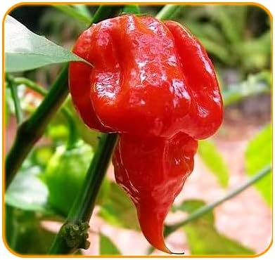 Trinidad Scorpion Butch T Pepper Seeds for Fiery Hot Peppers