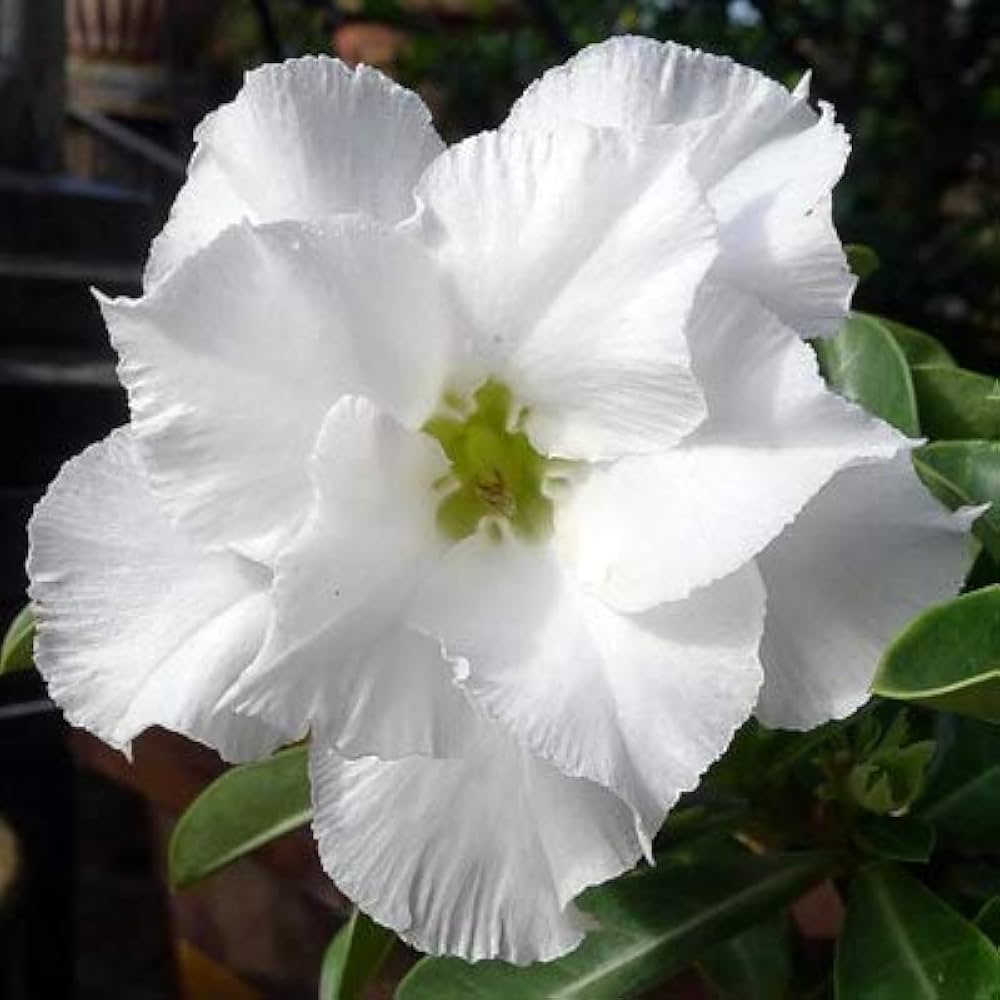 White Adenium Obessum Flower seeds for Planting - Long Bloom Season, Heirloom & GMO Free Seeds for Home Garden