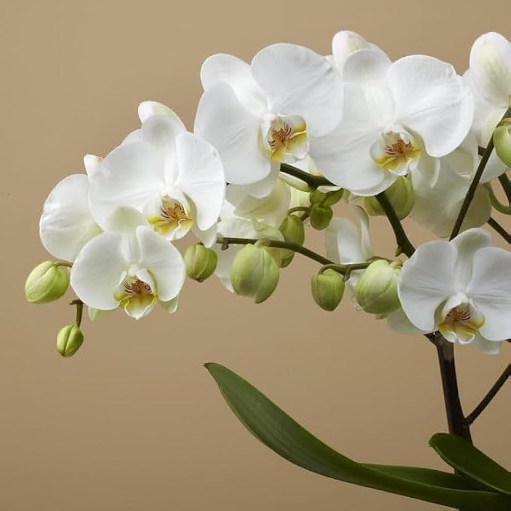 White Phalaenopsis Orchid Flower Seeds for Planting – Heirloom, Non-GMO, High Germination Organic Garden Seeds
