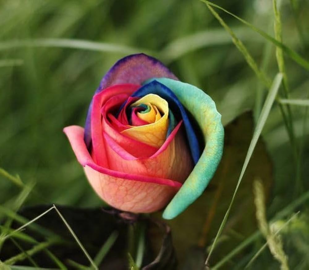 Mystic Rainbow Rose Bush Rosa spp. Seeds for Planting in Flower Bed