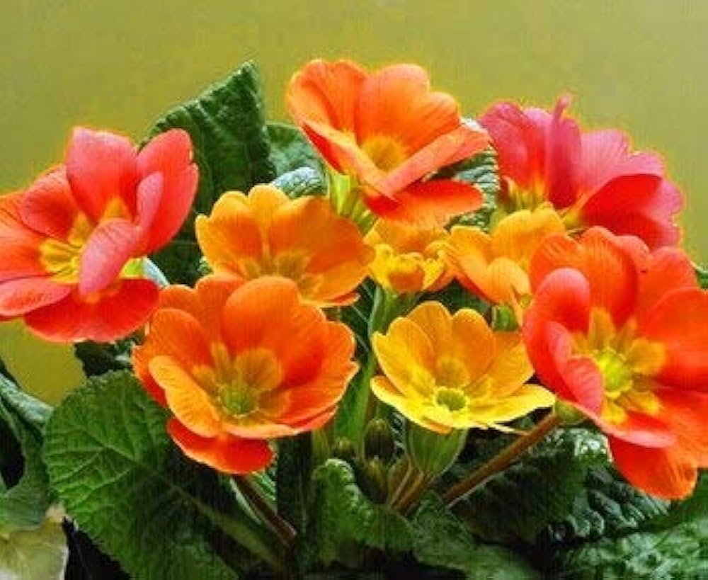 Orange Primrose Flower seeds for Planting - Sun Loving, Heirloom & GMO Free Seeds for Home Garden