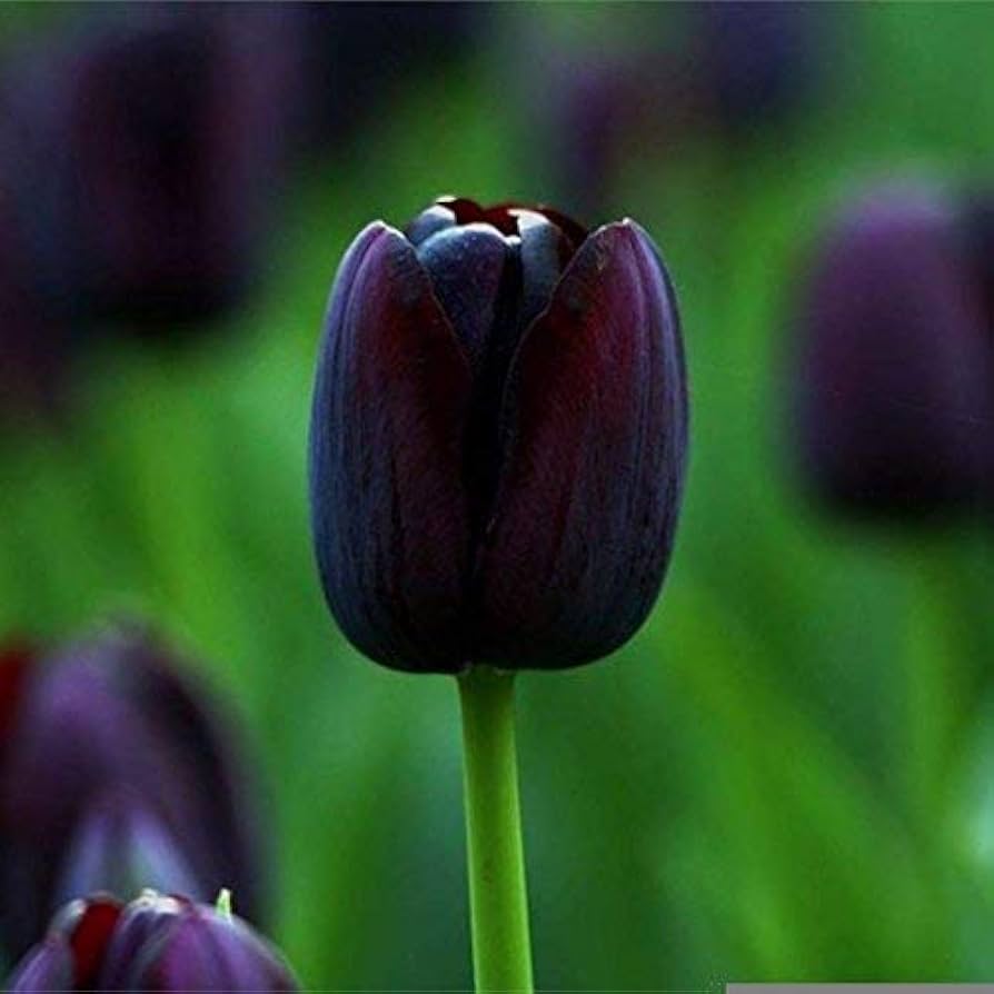 Double Tulip Tulipa spp. Seeds for Planting - Great for Flower Bed & Urban Garden