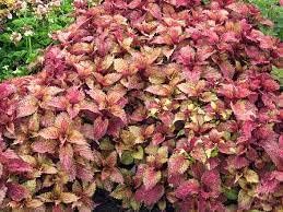 Red Clematis Flower Seeds for Garden Cottage Garden Essential Heirloom & GMO Free Seeds for Home Garden
 
 Sale for planting in home garden