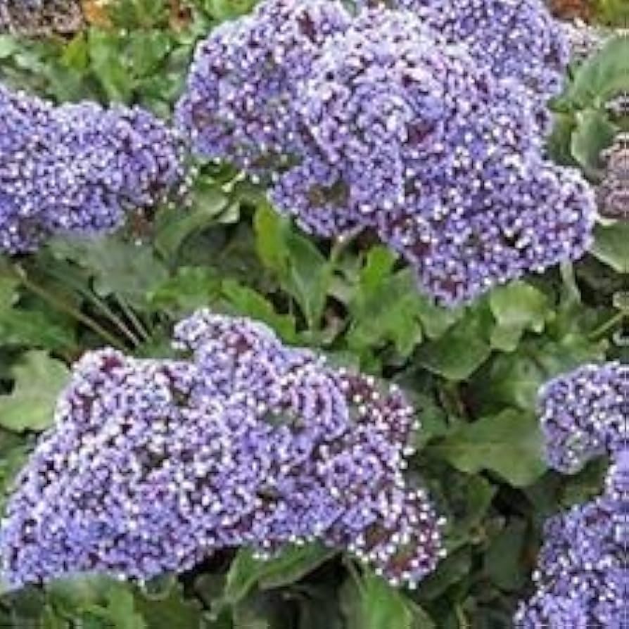 Lilac Lace Mix Alyssum Lobularia maritima Seeds for Planting - Perfect for Flower Bed & Urban Garden