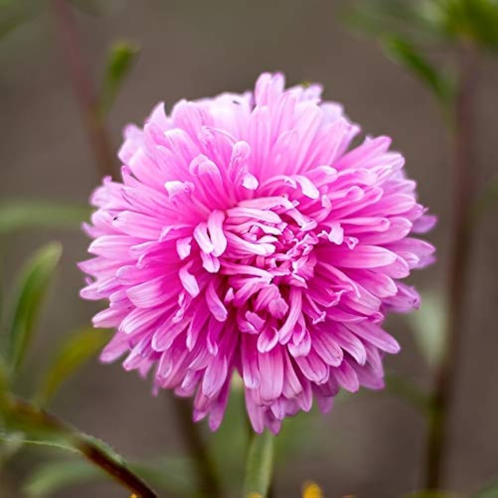 Pink Chrysanthemum Flower Seeds