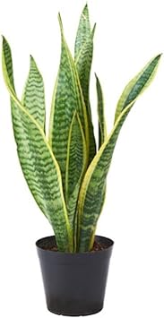 Sansevieria Flower seeds for Planting - Sun Loving, Heirloom & GMO Free Seeds for Home Garden
 
 Sale for planting in home garden.