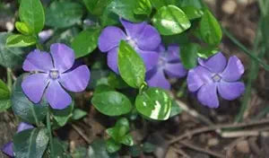 Vinca Sunsplash Blue Seeds for Stunning Blue Flowers