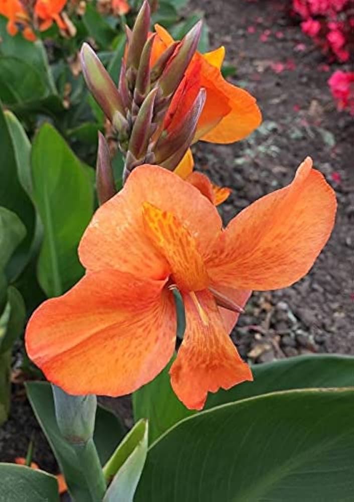 Orange Indica Flower seeds for Planting - Sun Loving, Heirloom & GMO Free Seeds for Home Garden