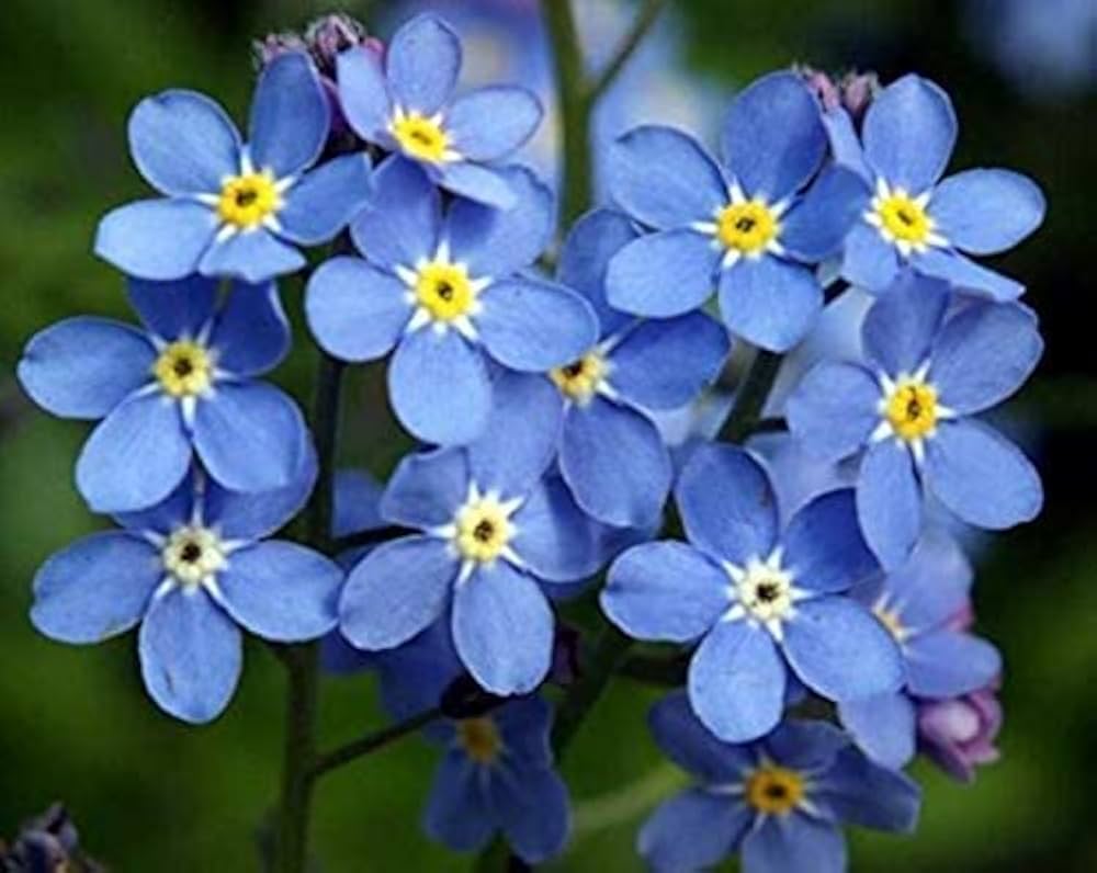 Myosotis Sylvatica Forget-Me-Not Seeds for Planting - Beautiful for Flower Bed & Home Garden