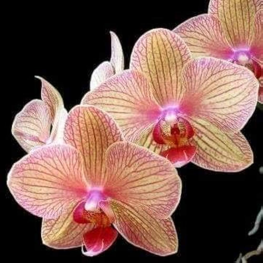 Orchid Cymbidium Flower seeds for Planting - Long Bloom Season, Heirloom & GMO Free Seeds for Home Garden