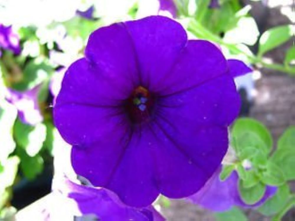 Pelletta Petunia Picobella Blue Seeds